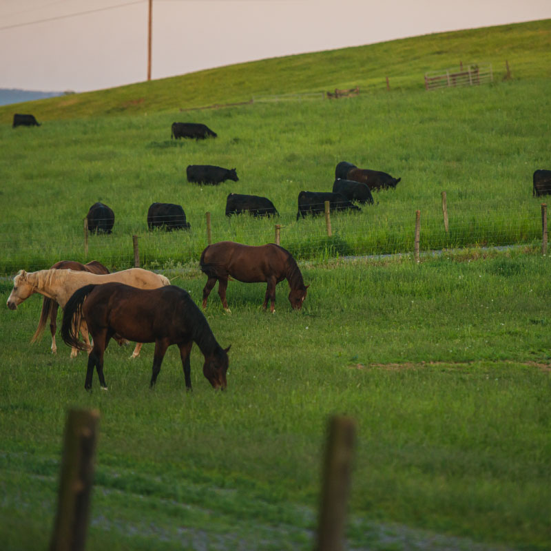 Horses and Cows graze in a field on Penn State's campus